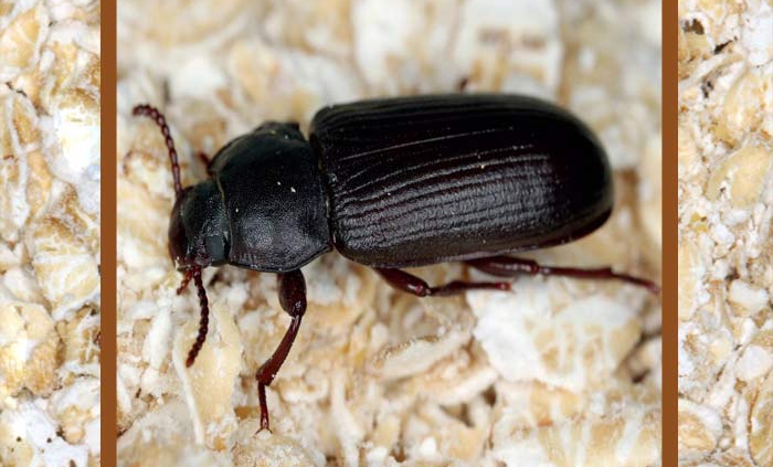 سوسک میل وورم بسته ای